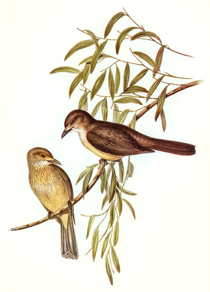 Brown Colluricincla (Colluricincla brunnea) illustrated by Elizabeth Gould (1804–1841) for John Gould’s (1804-1881) Birds of Australia (1972 Edition, 8 volumes). Digitally enhanced from our own facsimile book (1972 Edition, 8 volumes).