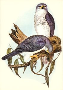 New Holland Goshawk (Astur Nova-Hollandix) illustrated by Elizabeth Gould (1804–1841) for John Gould’s (1804-1881) Birds of Australia (1972 Edition, 8 volumes). Digitally enhanced from our own facsimile book (1972 Edition, 8 volumes).