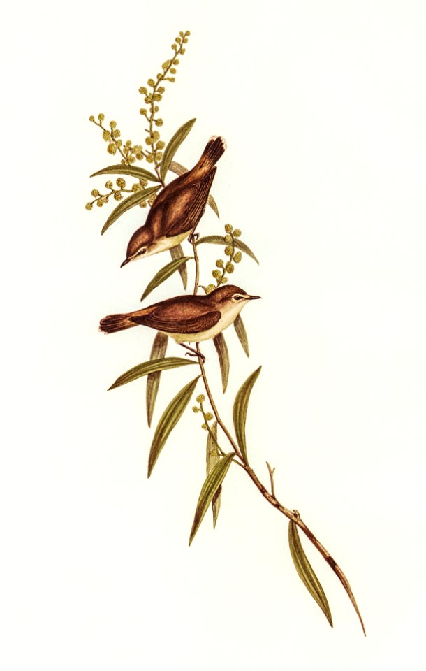Buff-breasted Gerygone (Gerygone laevigaster)illustrated by Elizabeth Gould (1804–1841) for John Gould’s (1804-1881) Birds of Australia (1972 Edition, 8 volumes). Digitally enhanced from our own facsimile book (1972 Edition, 8 volumes).