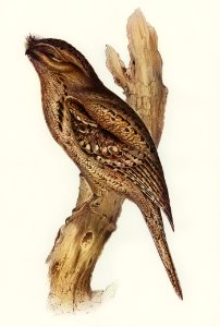 Tawny-shouldered Frogmouth (Podargus humerals) illustrated by Elizabeth Gould (1804–1841) for John Gould’s (1804-1881) Birds of Australia (1972 Edition, 8 volumes). Digitally enhanced from our own facsimile book (1972 Edition, 8 volumes).