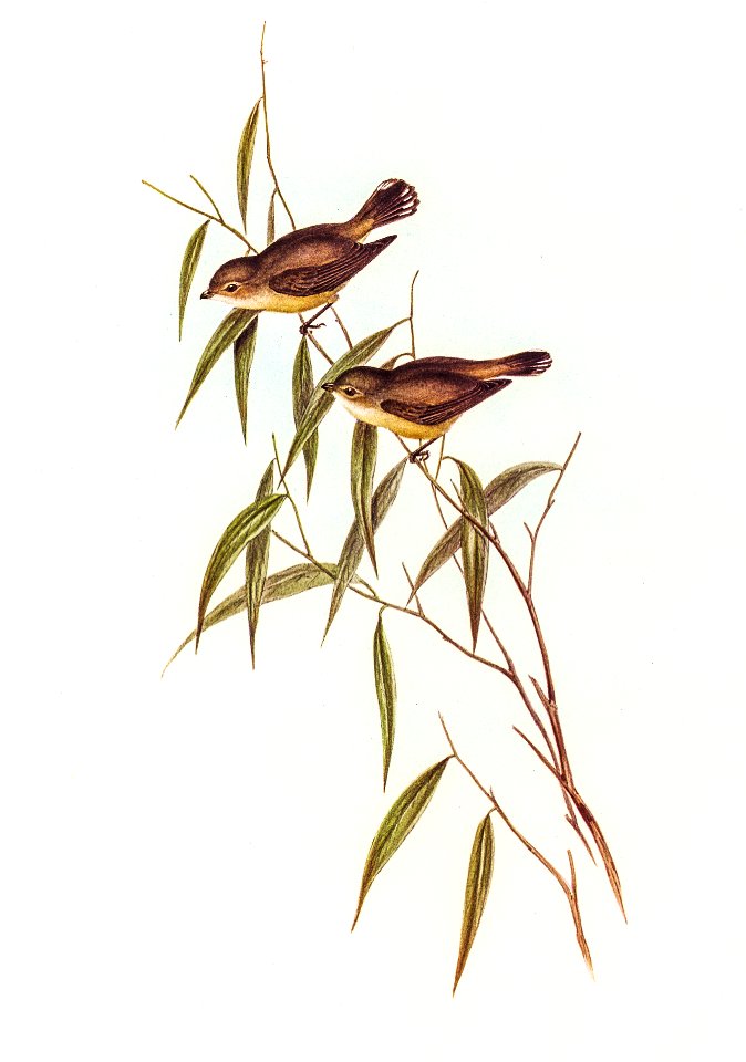 Short-billed tree tit (Smicrornis brevirostris) illustrated by Elizabeth Gould (1804–1841) for John Gould’s (1804-1881) Birds of Australia (1972 Edition, 8 volumes). Digitally enhanced from our own facsimile book (1972 Edition, 8 volumes).