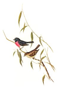 Pink-breasted Wood-robin (Erythrodryas rhodinogaster) illustrated by Elizabeth Gould (1804–1841) for John Gould’s (1804-1881) Birds of Australia (1972 Edition, 8 volumes). Digitally enhanced from our own facsimile book (1972 Edition, 8 volumes).. Free illustration for personal and commercial use.