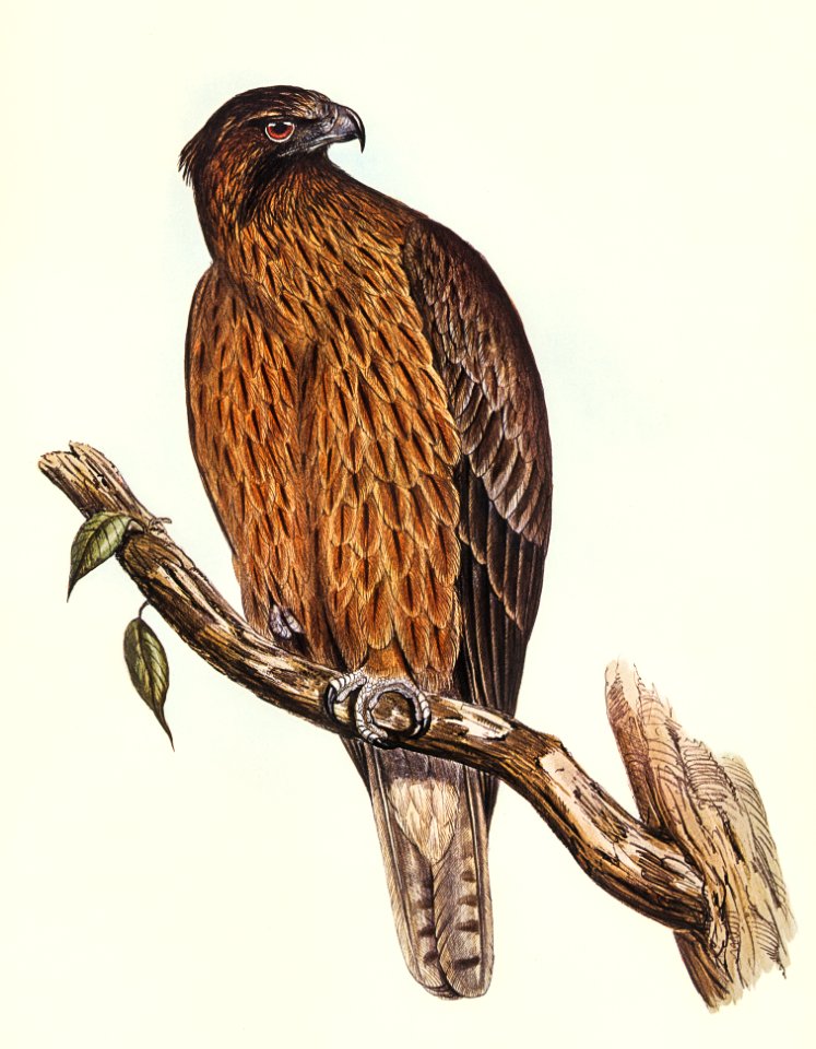 Little Australian Eagle (Aquila Morphnoides) illustrated by Elizabeth Gould (1804–1841) for John Gould’s (1804-1881) Birds of Australia (1972 Edition, 8 volumes). Digitally enhanced from our own facsimile book (1972 Edition, 8 volumes).