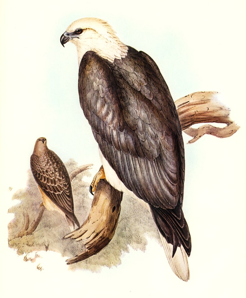 White-bellied Sea Eagle (Ichthyiaetus leucosternus) illustrated by Elizabeth Gould (1804–1841) for John Gould’s (1804-1881) Birds of Australia (1972 Edition, 8 volumes). Digitally enhanced from our own facsimile book (1972 Edition, 8 volumes).