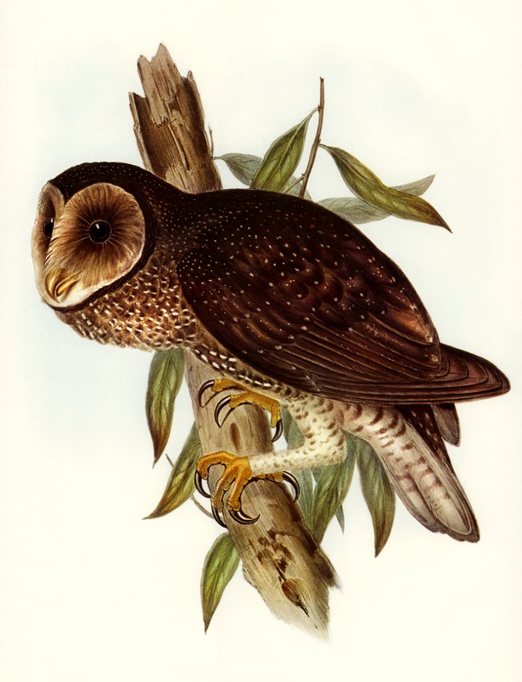 Sooty Owl (Strix tenebricosus, Gould) illustrated by Elizabeth Gould (1804–1841) for John Gould’s (1804-1881) Birds of Australia (1972 Edition, 8 volumes). Digitally enhanced from our own facsimile book (1972 Edition, 8 volumes).