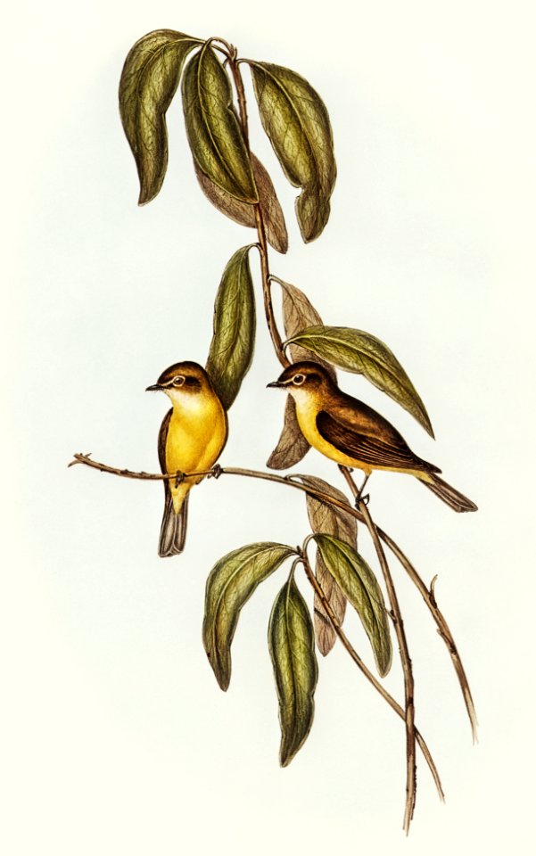 Yellow-bellied flycatcher (Microeca flavigaster) illustrated by Elizabeth Gould (1804–1841) for John Gould’s (1804-1881) Birds of Australia (1972 Edition, 8 volumes). Digitally enhanced from our own facsimile book (1972 Edition, 8 volumes).