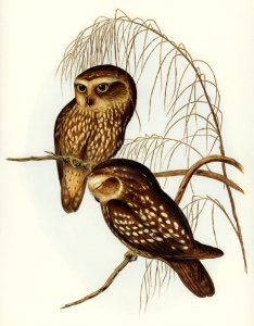 Spotted Owl (Athene maculate) illustrated by Elizabeth Gould (1804–1841) for John Gould’s (1804-1881) Birds of Australia (1972 Edition, 8 volumes). Digitally enhanced from our own facsimile book (1972 Edition, 8 volumes).