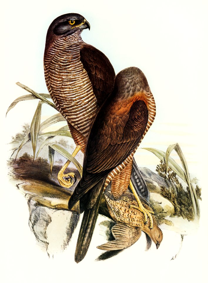Australian Goshawk (Astur approximans) illustrated by Elizabeth Gould (1804–1841) for John Gould’s (1804-1881) Birds of Australia (1972 Edition, 8 volumes). Digitally enhanced from our own facsimile book (1972 Edition, 8 volumes).