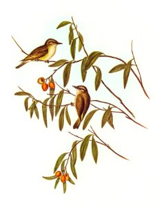 Green-backed Gerygone (Gerygone chloronotus) illustrated by Elizabeth Gould (1804–1841) for John Gould’s (1804-1881) Birds of Australia (1972 Edition, 8 volumes). Digitally enhanced from our own facsimile book (1972 Edition, 8 volumes).
