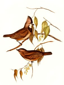 Crested Oreoica (Oreoica gutturalis) illustrated by Elizabeth Gould (1804–1841) for John Gould’s (1804-1881) Birds of Australia (1972 Edition, 8 volumes). Digitally enhanced from our own facsimile book (1972 Edition, 8 volumes).. Free illustration for personal and commercial use.