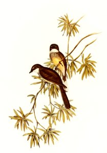 Northern Fantail (Rhipidura isura) illustrated by Elizabeth Gould (1804–1841) for John Gould’s (1804-1881) Birds of Australia (1972 Edition, 8 volumes). Digitally enhanced from our own facsimile book (1972 Edition, 8 volumes).