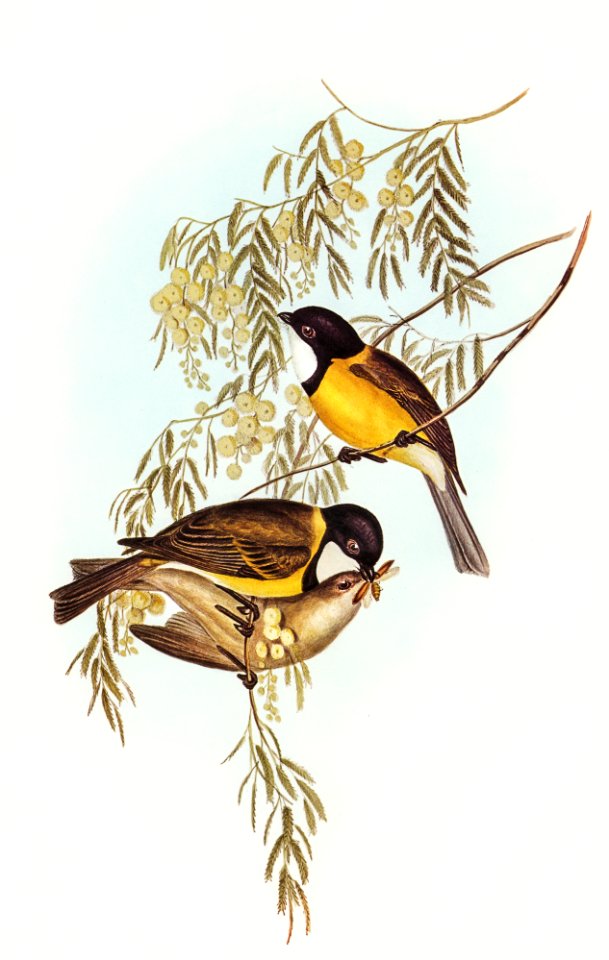 Blue Shining Flycatcher (Piezorhynchus nitidus) illustrated by Elizabeth Gould (1804–1841) for John Gould’s (1804-1881) Birds of Australia (1972 Edition, 8 volumes). Digitally enhanced from our own facsimile book (1972 Edition, 8 volumes).