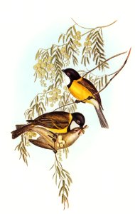 Blue Shining Flycatcher (Piezorhynchus nitidus) illustrated by Elizabeth Gould (1804–1841) for John Gould’s (1804-1881) Birds of Australia (1972 Edition, 8 volumes). Digitally enhanced from our own facsimile book (1972 Edition, 8 volumes).