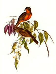 Red-throated Pachycephala (Pachycephala rufogularis) illustrated by Elizabeth Gould (1804–1841) for John Gould’s (1804-1881) Birds of Australia (1972 Edition, 8 volumes). Digitally enhanced from our own facsimile book (1972 Edition, 8 volumes).