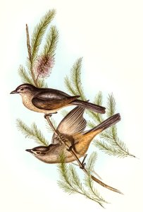 Buff-bellied shrike-thrush (Colluricincla rufiventris) illustrated by Elizabeth Gould (1804–1841) for John Gould’s (1804-1881) Birds of Australia (1972 Edition, 8 volumes). Digitally enhanced from our own facsimile book (1972 Edition, 8 volumes).