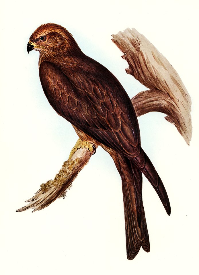 Allied Kite (Milvus affinis) illustrated by Elizabeth Gould (1804–1841) for John Gould’s (1804-1881) Birds of Australia (1972 Edition, 8 volumes). Digitally enhanced from our own facsimile book (1972 Edition, 8 volumes).