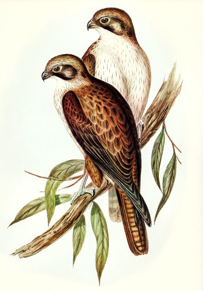 Westren Brown Hawk (Ieracidea occidentalis) illustrated by Elizabeth Gould (1804–1841) for John Gould’s (1804-1881) Birds of Australia (1972 Edition, 8 volumes). Digitally enhanced from our own facsimile book (1972 Edition, 8 volumes).