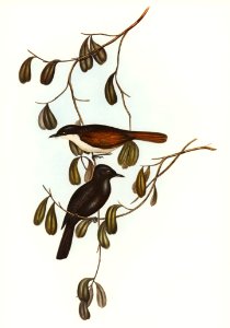 Grey-tailed Pachycephala (Pachycephala glaucura) illustrated by Elizabeth Gould (1804–1841) for John Gould’s (1804-1881) Birds of Australia (1972 Edition, 8 volumes). Digitally enhanced from our own facsimile book (1972 Edition, 8 volumes).