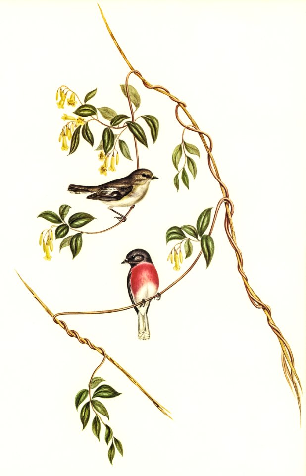 Rose-breasted Wood-robin (Erythrodryas rosea) illustrated by Elizabeth Gould (1804–1841) for John Gould’s (1804-1881) Birds of Australia (1972 Edition, 8 volumes). Digitally enhanced from our own facsimile book (1972 Edition, 8 volumes).
