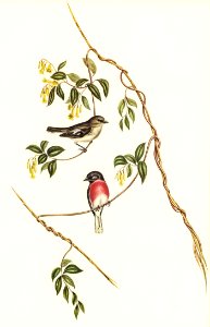 Rose-breasted Wood-robin (Erythrodryas rosea) illustrated by Elizabeth Gould (1804–1841) for John Gould’s (1804-1881) Birds of Australia (1972 Edition, 8 volumes). Digitally enhanced from our own facsimile book (1972 Edition, 8 volumes).