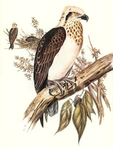 White-headed Osprey (Pandion leucocephalus) illustrated by Elizabeth Gould (1804–1841) for John Gould’s (1804-1881) Birds of Australia (1972 Edition, 8 volumes). Digitally enhanced from our own facsimile book (1972 Edition, 8 volumes).