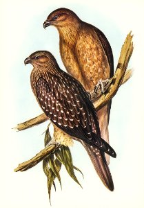 illustrated by Elizabeth Gould (1804–1841) for John Gould’s (1804-1881) Birds of Australia (1972 Edition, 8 volumes). Digitally enhanced from our own facsimile book (1972 Edition, 8 volumes).. Free illustration for personal and commercial use.