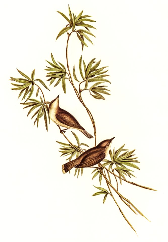 Great-billed Gerygone (Gerygone magnirostris) illustrated by Elizabeth Gould (1804–1841) for John Gould’s (1804-1881) Birds of Australia (1972 Edition, 8 volumes). Digitally enhanced from our own facsimile book (1972 Edition, 8 volumes).