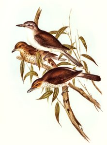 Selby’s Colluricincla (Colluricincla Selbii) illustrated by Elizabeth Gould (1804–1841) for John Gould’s (1804-1881) Birds of Australia (1972 Edition, 8 volumes). Digitally enhanced from our own facsimile book (1972 Edition, 8 volumes).