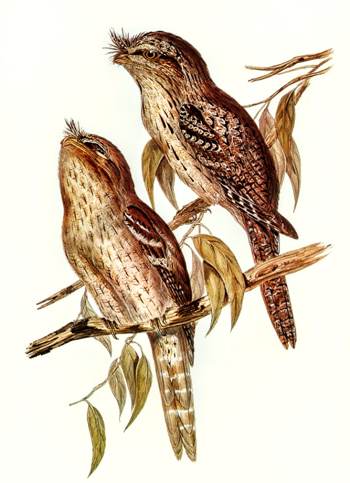 Podargus Phalaenoides and Moth-plumaged Podargus (Gould) Iillustrated by Elizabeth Gould (1804–1841) for John Gould’s (1804-1881) Birds of Australia (1972 Edition, 8 volumes). Digitally enhanced from our own facsimile book (1972 Edition, 8 volumes).
