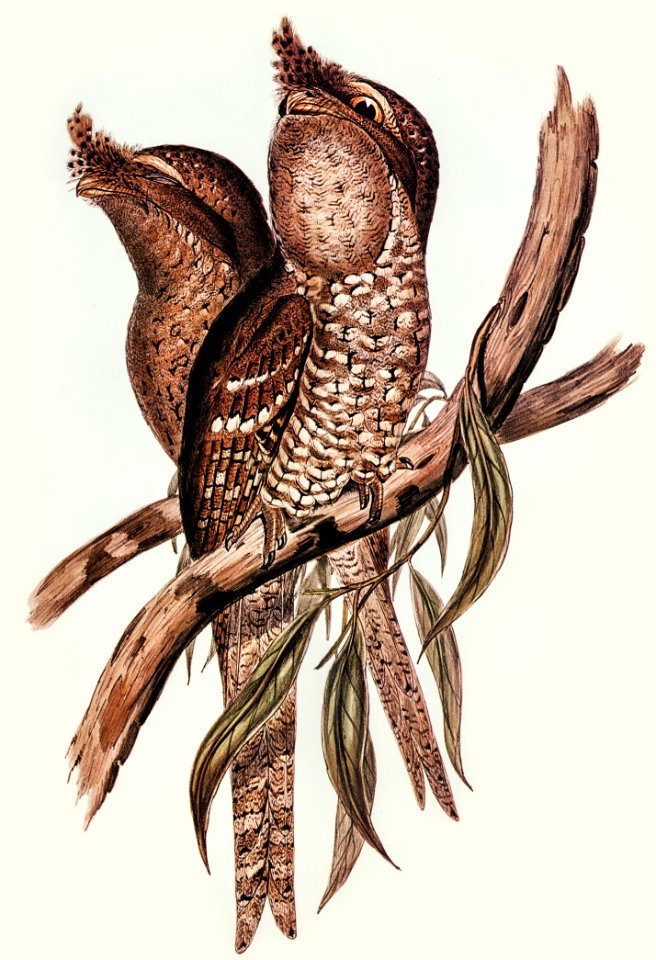 Plumed Podargus (Podargus plumiferus) illustrated by Elizabeth Gould (1804–1841) for John Gould’s (1804-1881) Birds of Australia (1972 Edition, 8 volumes). Digitally enhanced from our own facsimile book (1972 Edition, 8 volumes).