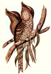 Plumed Podargus (Podargus plumiferus) illustrated by Elizabeth Gould (1804–1841) for John Gould’s (1804-1881) Birds of Australia (1972 Edition, 8 volumes). Digitally enhanced from our own facsimile book (1972 Edition, 8 volumes).