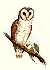Delicate Owl (Strix delicatulus) illustrated by Elizabeth Gould (1804–1841) for John Gould’s (1804-1881) Birds of Australia (1972 Edition, 8 volumes). Digitally enhanced from our own facsimile book (1972 Edition, 8 volumes).
