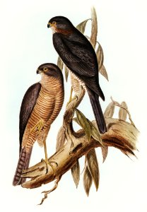 Collaed Sparrow Hawk (Accipter torquatus) illustrated by Elizabeth Gould (1804–1841) for John Gould’s (1804-1881) Birds of Australia (1972 Edition, 8 volumes). Digitally enhanced from our own facsimile book (1972 Edition, 8 volumes).