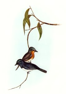 Plumbeous Flycatcher (Myiagra plumbea) illustrated by Elizabeth Gould (1804–1841) for John Gould’s (1804-1881) Birds of Australia (1972 Edition, 8 volumes). Digitally enhanced from our own facsimile book (1972 Edition, 8 volumes).