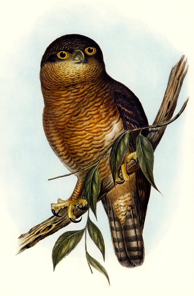 Rufous Owl (Athene rufa) illustrated by Elizabeth Gould (1804–1841) for John Gould’s (1804-1881) Birds of Australia (1972 Edition, 8 volumes). Digitally enhanced from our own facsimile book (1972 Edition, 8 volumes).