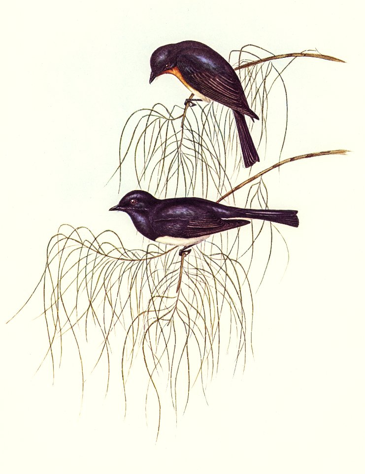 Shining Flycatcher (Myiagra nitida) illustrated by Elizabeth Gould (1804–1841) for John Gould’s (1804-1881) Birds of Australia (1972 Edition, 8 volumes). Digitally enhanced from our own facsimile book (1972 Edition, 8 volumes).