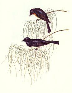 Shining Flycatcher (Myiagra nitida) illustrated by Elizabeth Gould (1804–1841) for John Gould’s (1804-1881) Birds of Australia (1972 Edition, 8 volumes). Digitally enhanced from our own facsimile book (1972 Edition, 8 volumes).