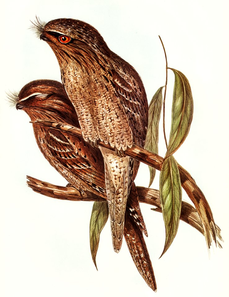 Tawny Frogmouth (Podargus Cuvieri) illustrated by Elizabeth Gould (1804–1841) for John Gould’s (1804-1881) Birds of Australia (1972 Edition, 8 volumes). Digitally enhanced from our own facsimile book (1972 Edition, 8 volumes).