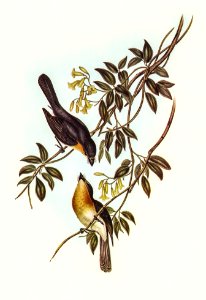 Broad-billed Flycatcher (Myiagra latirostris) illustrated by Elizabeth Gould (1804–1841) for John Gould’s (1804-1881) Birds of Australia (1972 Edition, 8 volumes). Digitally enhanced from our own facsimile book (1972 Edition, 8 volumes).