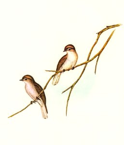 Great-winged Flycatcher (Microeca macroptera) illustrated by Elizabeth Gould (1804–1841) for John Gould’s (1804-1881) Birds of Australia (1972 Edition, 8 volumes). Digitally enhanced from our own facsimile book (1972 Edition, 8 volumes).