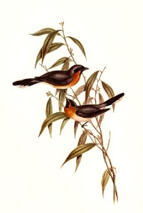 Black-fronted Flycatcher (Monarcha trivirgata) illustrated by Elizabeth Gould (1804–1841) for John Gould’s (1804-1881) Birds of Australia (1972 Edition, 8 volumes). Digitally enhanced from our own facsimile book (1972 Edition, 8 volumes).
