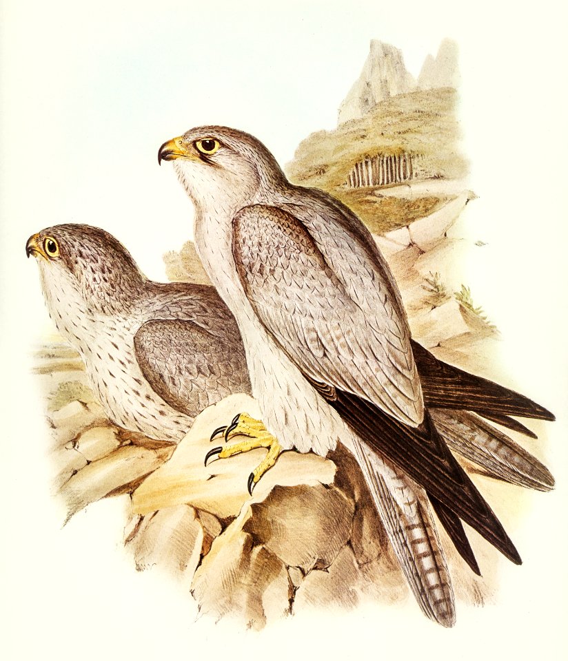 Gray falcon (Falco Hypoleucus) illustrated by Elizabeth Gould (1804–1841) for John Gould’s (1804-1881) Birds of Australia (1972 Edition, 8 volumes). Digitally enhanced from our own facsimile book (1972 Edition, 8 volumes).