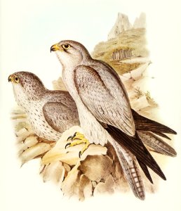 Gray falcon (Falco Hypoleucus) illustrated by Elizabeth Gould (1804–1841) for John Gould’s (1804-1881) Birds of Australia (1972 Edition, 8 volumes). Digitally enhanced from our own facsimile book (1972 Edition, 8 volumes).