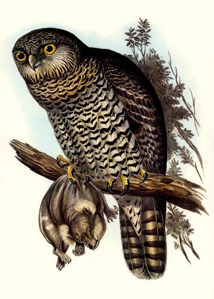 Powerful Owl (Athene strenua) illustrated by Elizabeth Gould (1804–1841) for John Gould’s (1804-1881) Birds of Australia (1972 Edition, 8 volumes). Digitally enhanced from our own facsimile book (1972 Edition, 8 volumes).