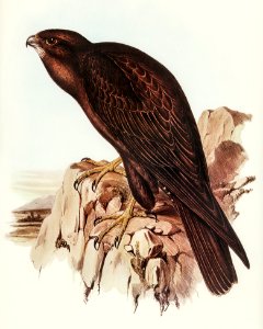 Black Falcon (Falco sunnier) illustrated by Elizabeth Gould (1804–1841) for John Gould’s (1804-1881) Birds of Australia (1972 Edition, 8 volumes). Digitally enhanced from our own facsimile book (1972 Edition, 8 volumes).. Free illustration for personal and commercial use.