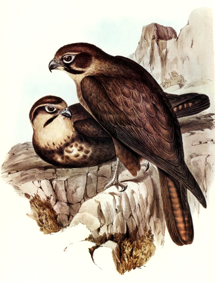 Brown Hawk (Ieracidea Berigora) illustrated by Elizabeth Gould (1804–1841) for John Gould’s (1804-1881) Birds of Australia (1972 Edition, 8 volumes). Digitally enhanced from our own facsimile book (1972 Edition, 8 volumes).
