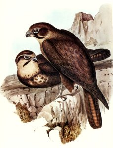 Brown Hawk (Ieracidea Berigora) illustrated by Elizabeth Gould (1804–1841) for John Gould’s (1804-1881) Birds of Australia (1972 Edition, 8 volumes). Digitally enhanced from our own facsimile book (1972 Edition, 8 volumes).