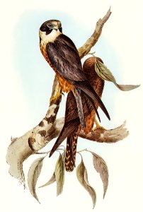 illustrated by Elizabeth Gould (1804–1841) for John Gould’s (1804-1881) Birds of Australia (1972 Edition, 8 volumes). Digitally enhanced from our own facsimile book (1972 Edition, 8 volumes).
