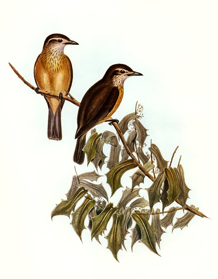 Little Colluricincla (Colluricincla parvula) illustrated by Elizabeth Gould (1804–1841) for John Gould’s (1804-1881) Birds of Australia (1972 Edition, 8 volumes). Digitally enhanced from our own facsimile book (1972 Edition, 8 volumes).