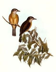 Little Colluricincla (Colluricincla parvula) illustrated by Elizabeth Gould (1804–1841) for John Gould’s (1804-1881) Birds of Australia (1972 Edition, 8 volumes). Digitally enhanced from our own facsimile book (1972 Edition, 8 volumes).